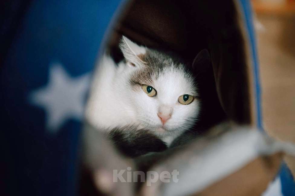 Кошки в других городах Московской области: Юнга мечтает о семье Мальчик, Бесплатно - фото 3