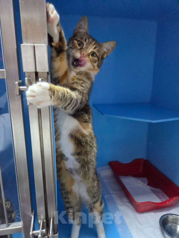 Кошки в Москве: Дорожное происшествие  Девочка, Бесплатно - фото 2