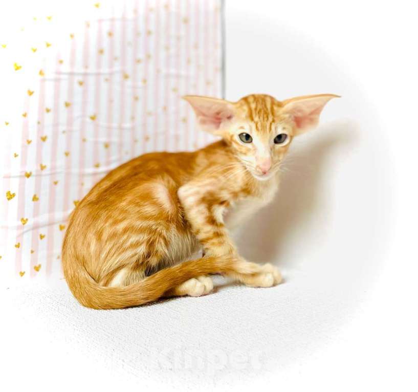 Кошки в Перми: Ориентальный котенок Мальчик, Бесплатно - фото 1
