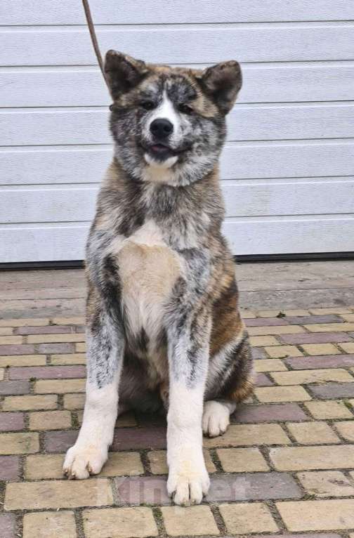 Собаки в Смоленске: Щенок японская акита Мальчик, 25 000 руб. - фото 6