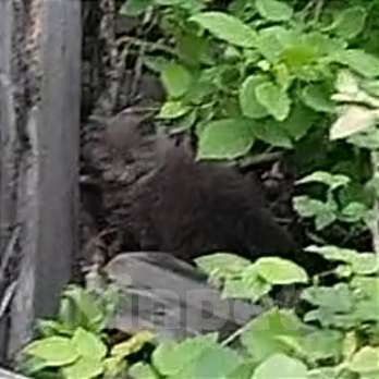 Кошки в Каменске-Уральском: Трое шотландских котят Девочка, Бесплатно - фото 2