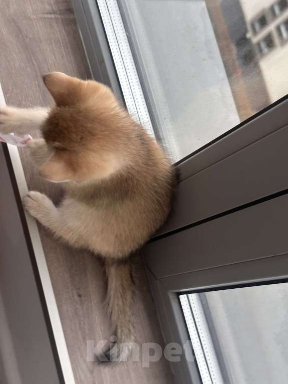 Кошки в других городах Московской области: Котенок золотая британская шиншилла Мальчик, 40 000 руб. - фото 2