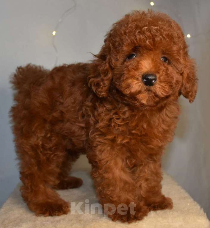 Собаки в Москве: Той-пудель девочка 1 Девочка, 150 000 руб. - фото 6