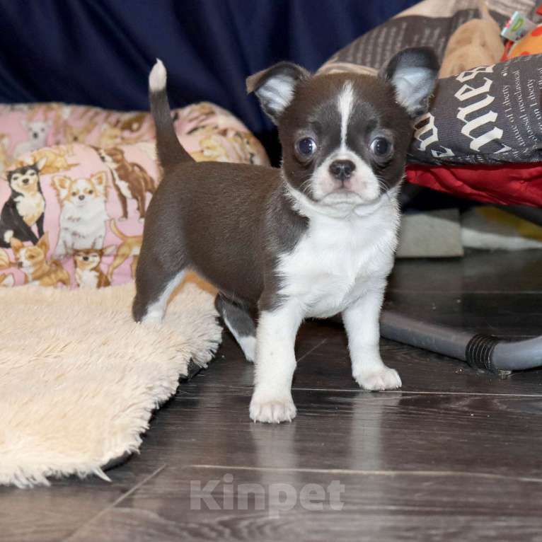 Собаки в Москве: Голубая чихуахуа Девочка, 100 000 руб. - фото 2