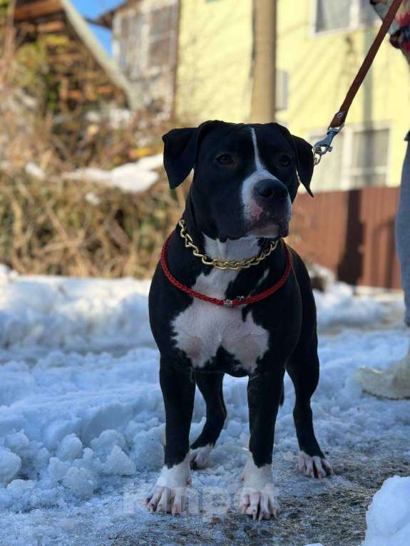 Собаки в других городах Краснодарского края: Амстафф щенки Девочка, 45 000 руб. - фото 2