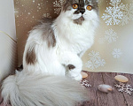 Кошки в Самаре: Веста кошечка Девочка, Бесплатно - фото 4