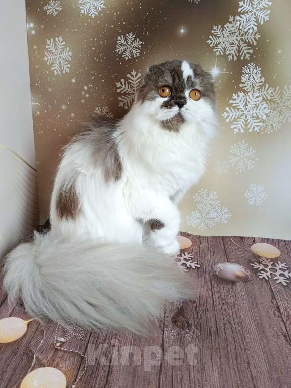 Кошки в Самаре: Веста кошечка Девочка, Бесплатно - фото 4