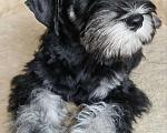 Собаки в Москве: Продам щенков цвергшнауцера черные с серебром Разнополые, Бесплатно - фото 2