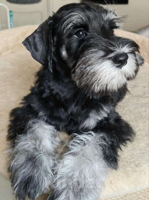 Собаки в Москве: Продам щенков цвергшнауцера черные с серебром Разнополые, Бесплатно - фото 2