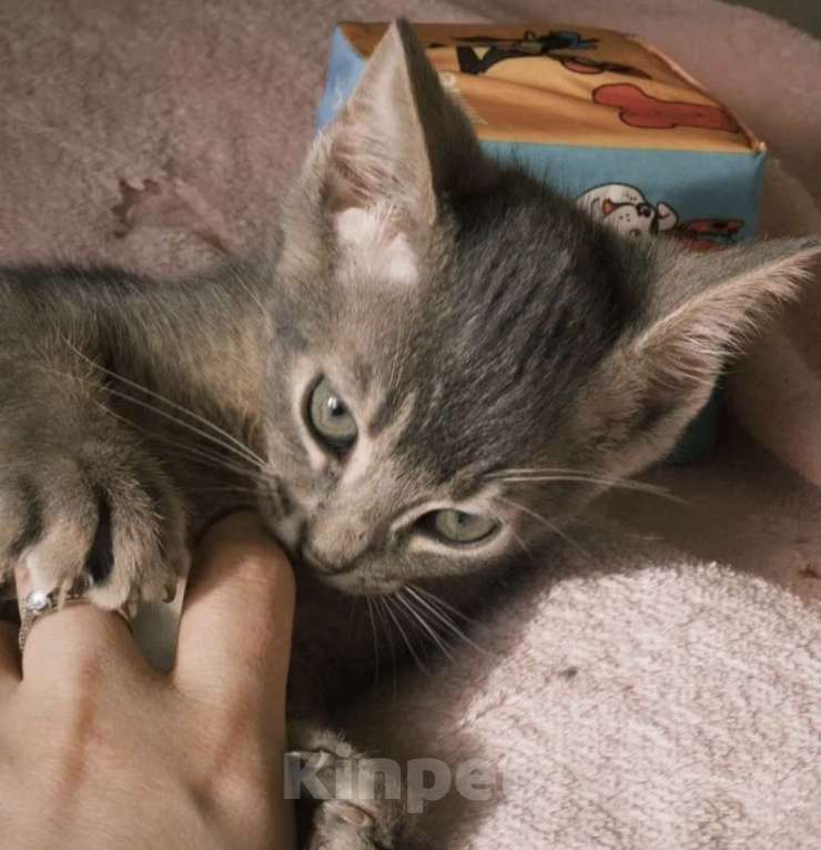 Кошки в Москве: Абиссинский котенок голубой Мальчик, 6 000 руб. - фото 3