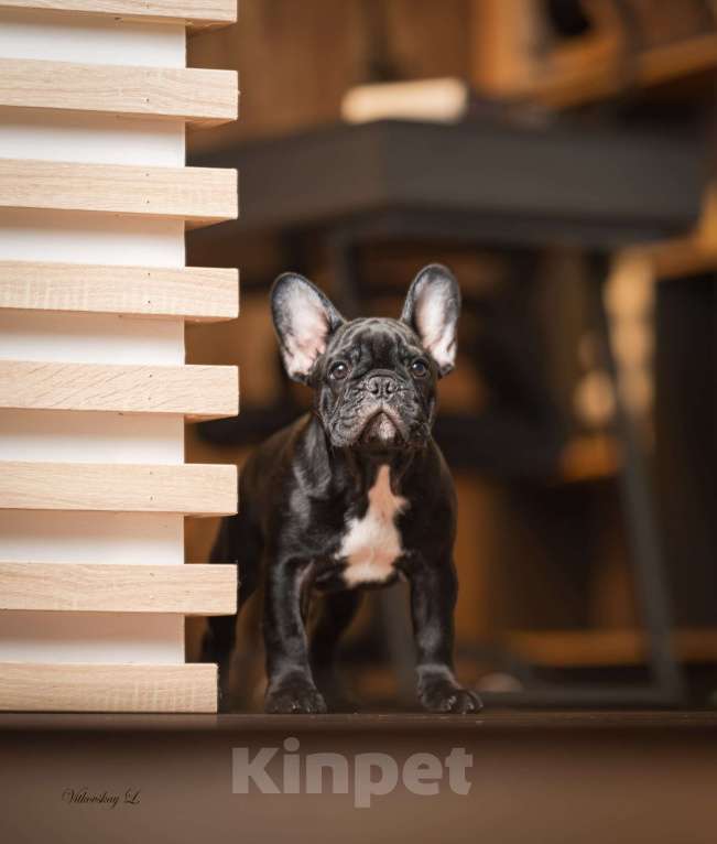 Собаки в Санкт-Петербурге: Тигровый парень Мальчик, Бесплатно - фото 3