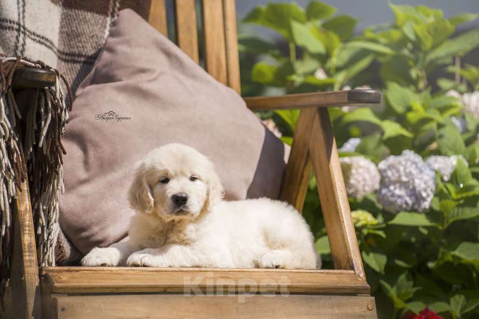 Собаки в Москве: Золотисты ретривер щенок Мальчик, 60 000 руб. - фото 2