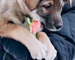 Собаки в Мытищах: Щенок Ася ищет дом и любящую семью Девочка, Бесплатно - фото 3
