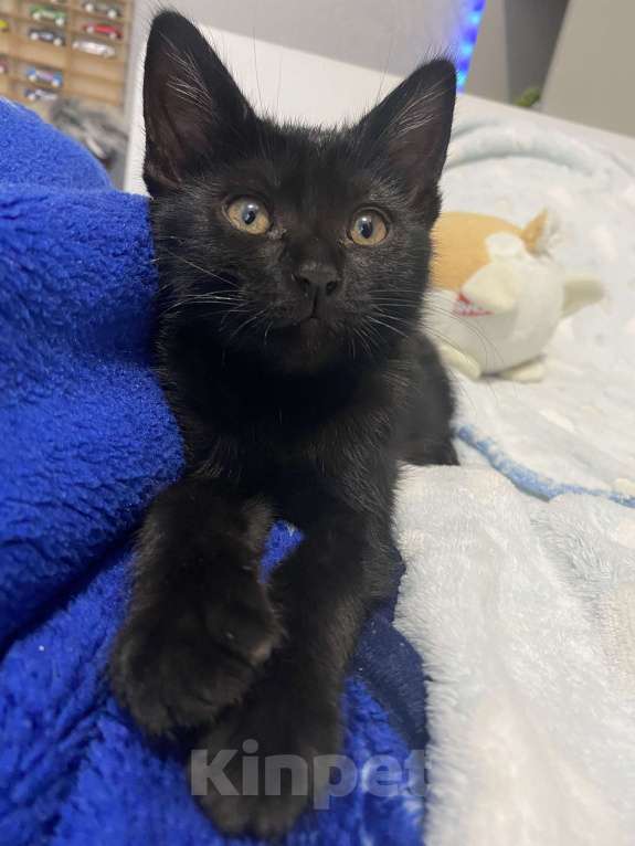 Кошки в Ростове-на-Дону: Котенок ,девочка Девочка, Бесплатно - фото 1