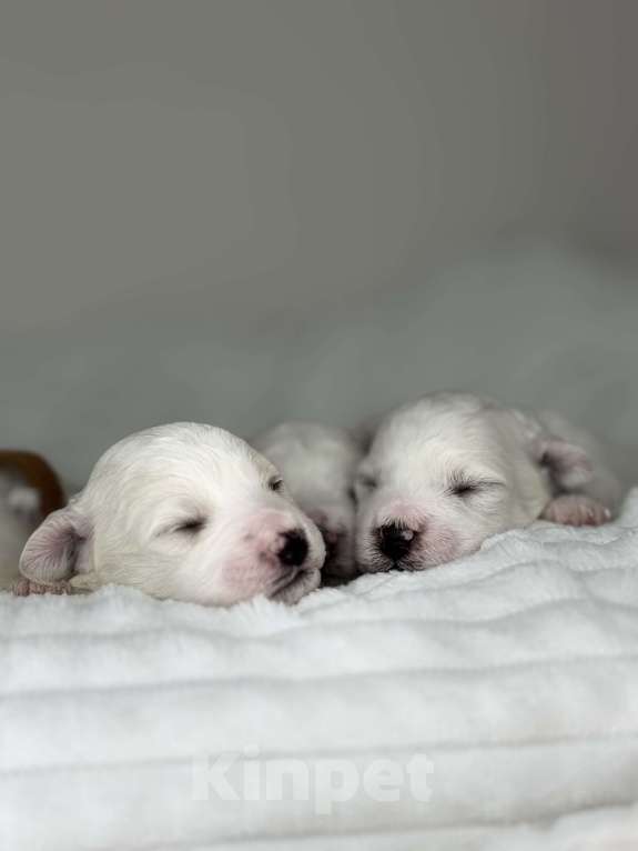 Собаки в Москве: Щенки Бишон Фризе Мальчик, 100 000 руб. - фото 3