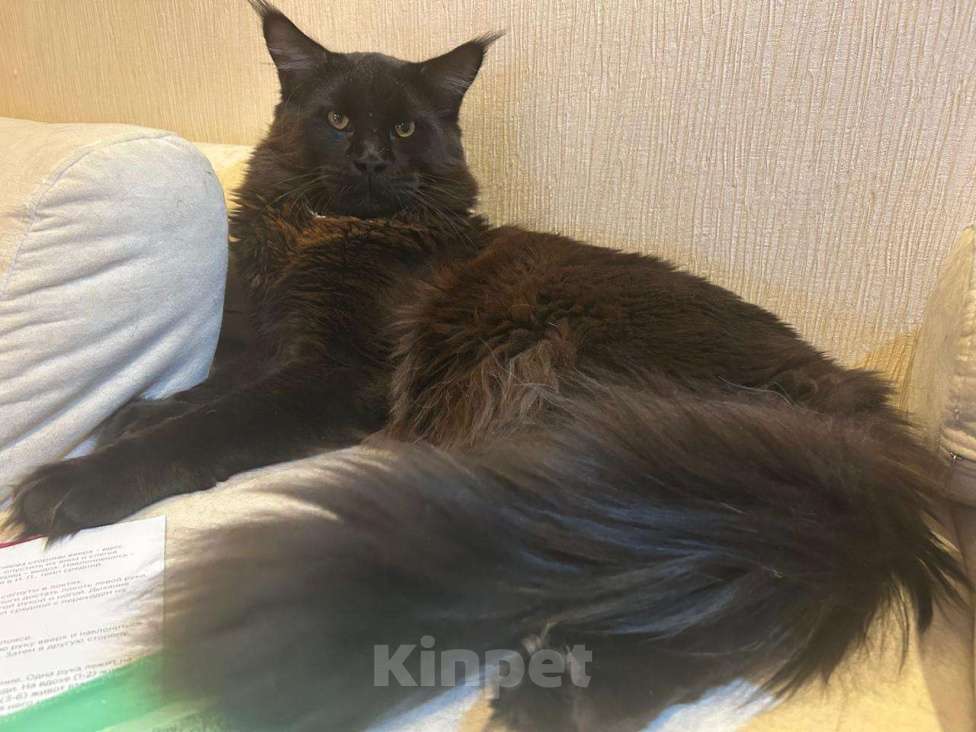 Кошки в Санкт-Петербурге: Мейн-кун кошечка Девочка, Бесплатно - фото 7