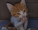 Кошки в Тюмени: Нашелся котик Мальчик, Бесплатно - фото 1