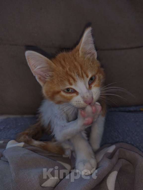 Кошки в Тюмени: Нашелся котик Мальчик, Бесплатно - фото 1