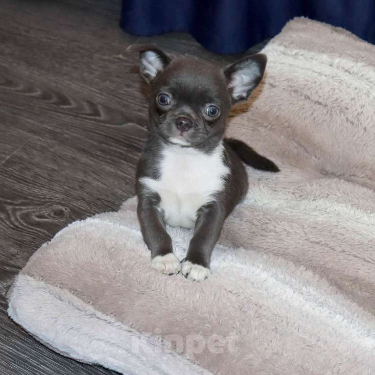 Собаки в Москве: Голубенький БАТОНЧИК чихуахуа Мальчик, 29 000 руб. - фото 7