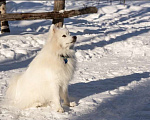 Собаки в Нижневартовске: Японский шпиц 5 лет Мальчик, Бесплатно - фото 4