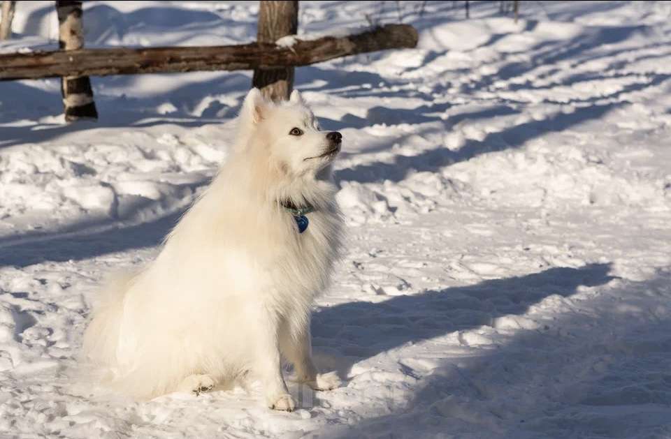 Собаки в Нижневартовске: Японский шпиц 5 лет Мальчик, Бесплатно - фото 4
