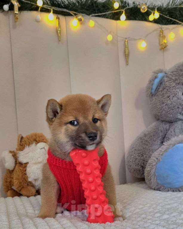 Собаки в Севастополе: Сибаину мальчик Мальчик, 45 000 руб. - фото 4