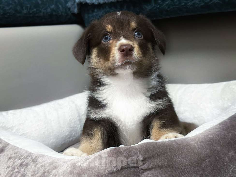 Собаки в других городах Московской области: Вельш Корги Кардиган Мальчик, 30 000 руб. - фото 1
