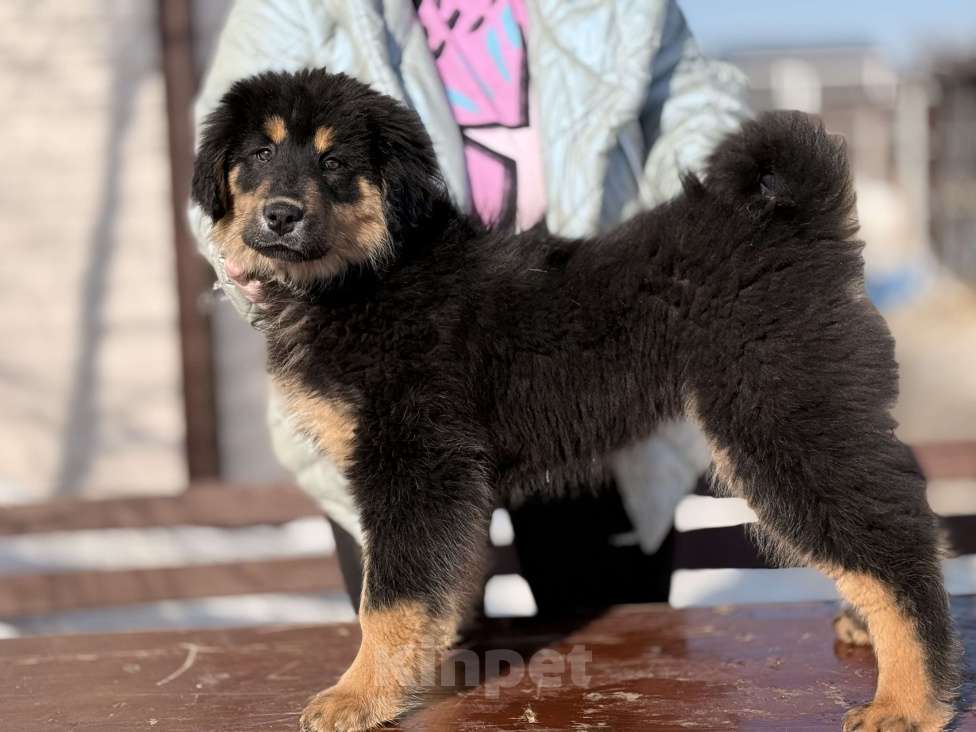 Собаки в других городах Московской области: Щенок банхара Девочка, Бесплатно - фото 1