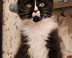 Кошки в Люберцах: Котенок мейн-кун Девочка, 50 000 руб. - фото 9