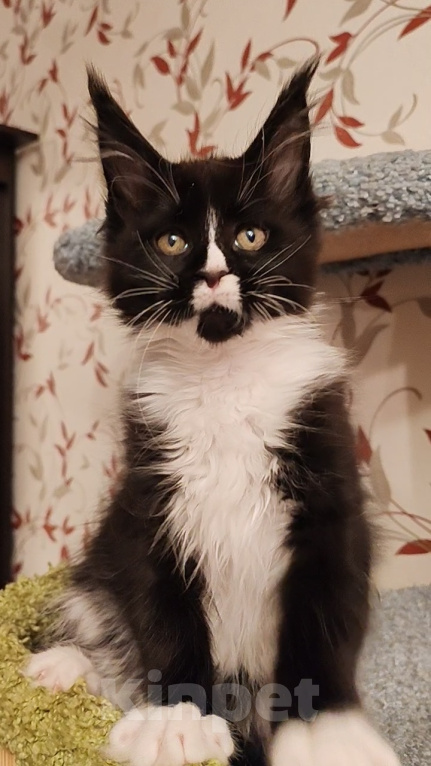 Кошки в Люберцах: Котенок мейн-кун Девочка, 50 000 руб. - фото 9
