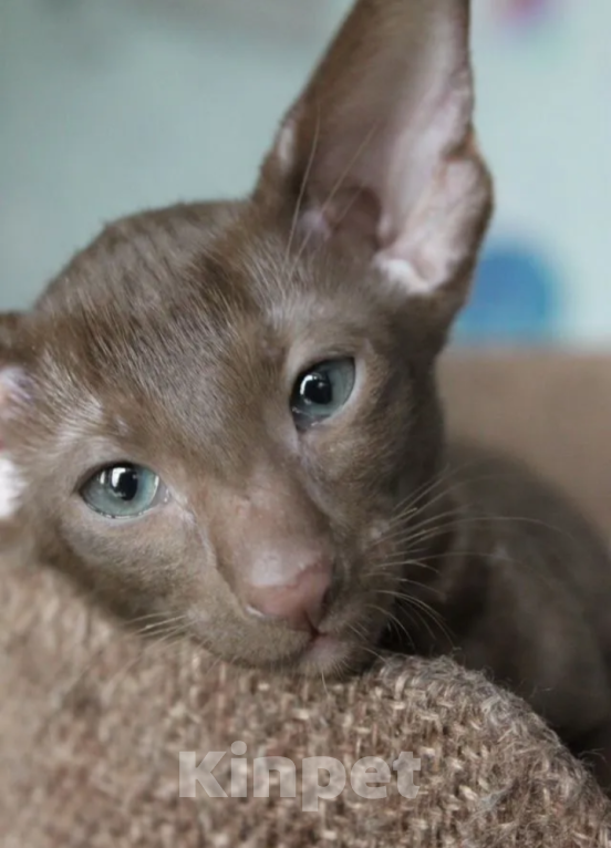 Кошки в Москве: Шикарные ориентальные котята Мальчик, 45 000 руб. - фото 3