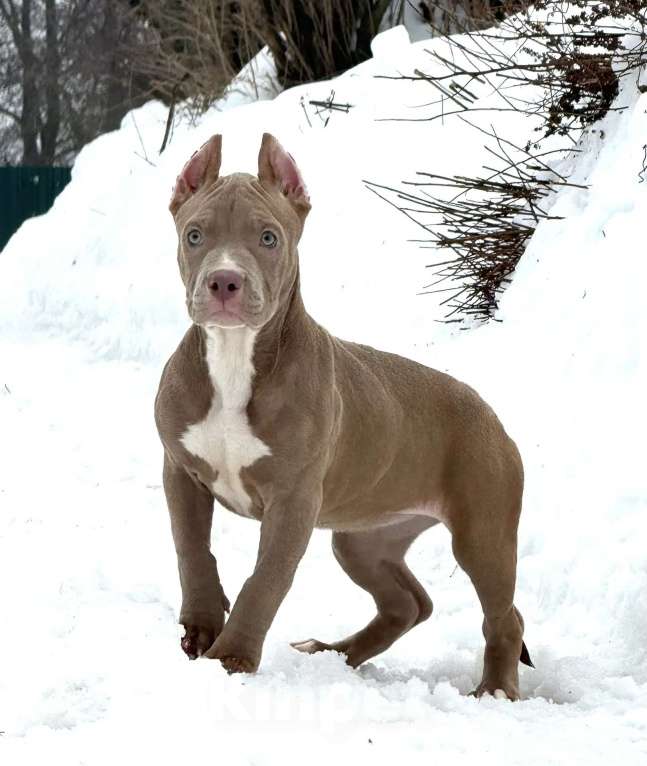 Собаки в других городах Московской области: Девочка американский булли Девочка, 120 000 руб. - фото 1