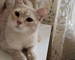 Кошки в Москве: Персиковый нежный котик Кексик🌸 Мальчик, Бесплатно - фото 6
