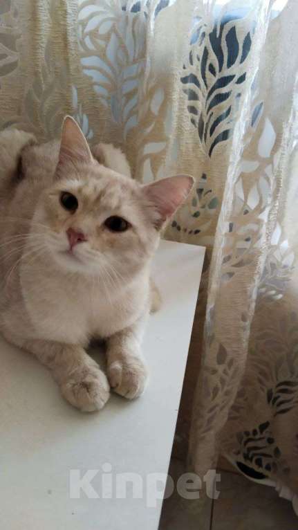 Кошки в Москве: Персиковый нежный котик Кексик🌸 Мальчик, Бесплатно - фото 6