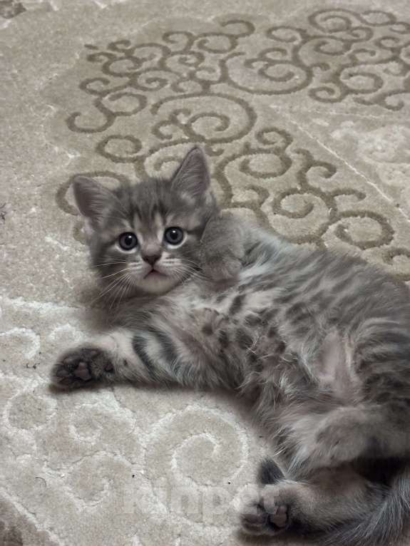 Кошки в Ульяновске: Шотландский котенок  Мальчик, 6 000 руб. - фото 3