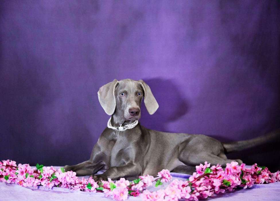 Собаки в Москве: Шикарная девочка веймаранера ( веймарская легавая )  Девочка, Бесплатно - фото 3