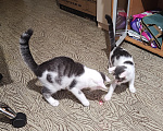Кошки в Кемерово: Котята Разнополые, Бесплатно - фото 3