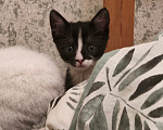 Кошки в Санкт-Петербурге: Котенок в добрые руки Девочка, Бесплатно - фото 4