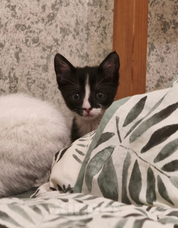 Кошки в Санкт-Петербурге: Котенок в добрые руки Девочка, Бесплатно - фото 4