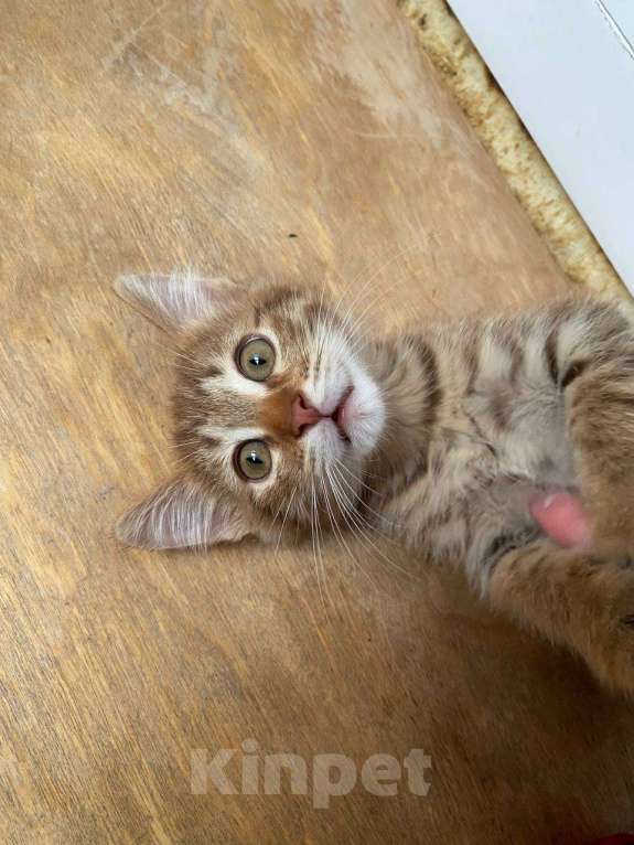 Кошки в Салавате: Котята в заботливые руки, приучены к лотку Девочка, Бесплатно - фото 2