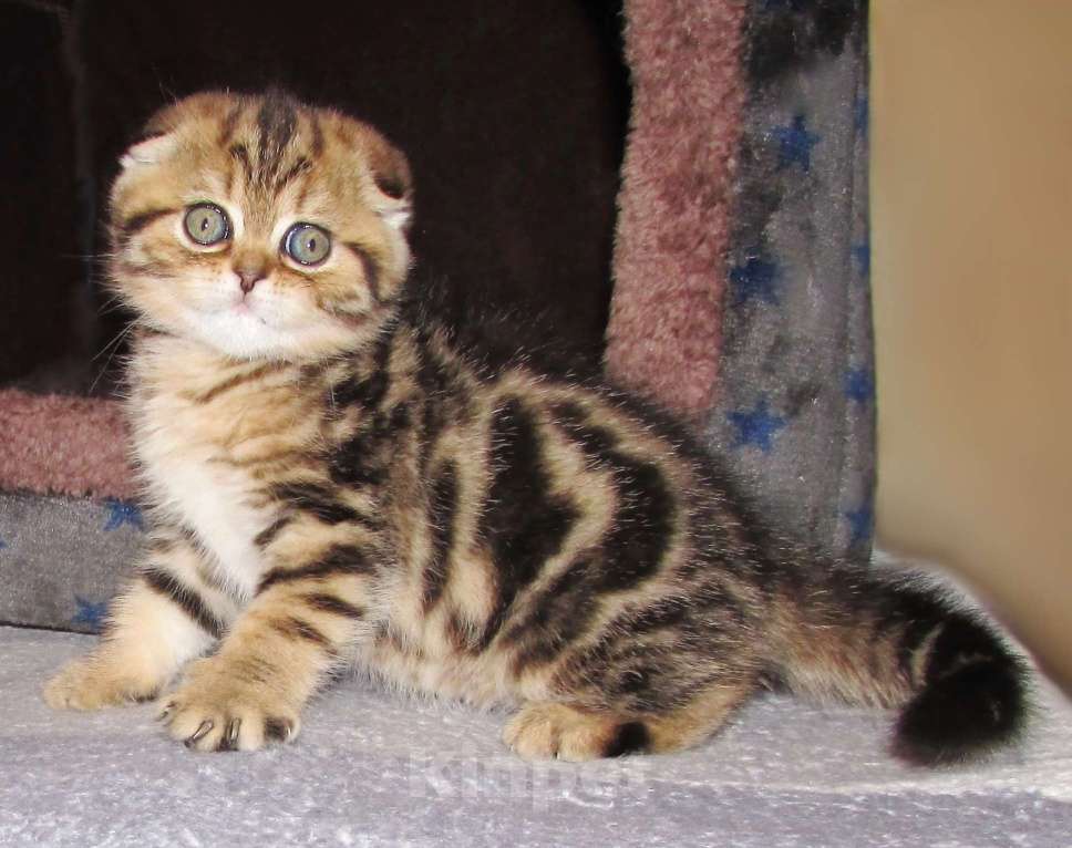 Кошки в Санкт-Петербурге: Шотландские котята Девочка, Бесплатно - фото 3