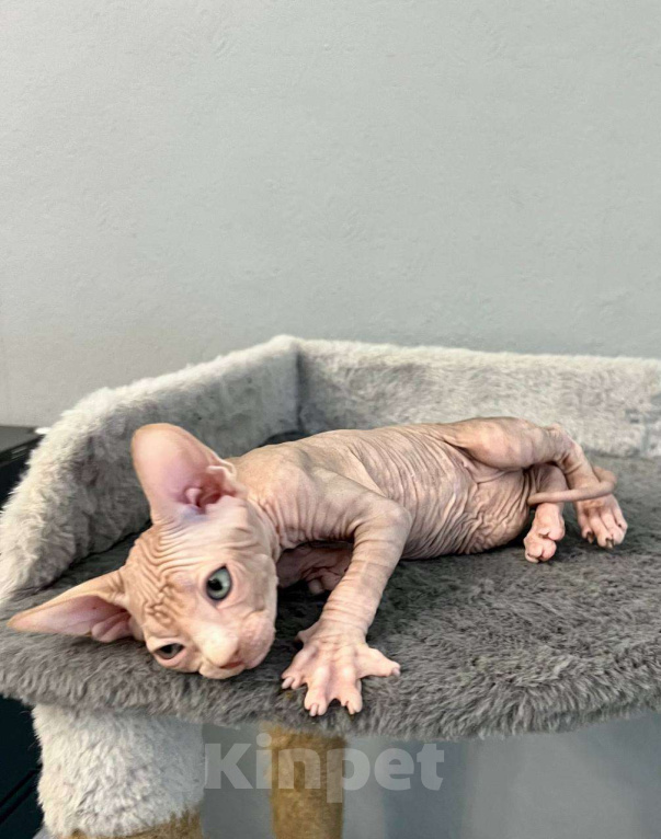 Кошки в Москве: Канадский Сфинкс  Еmmanuel Мальчик, 55 000 руб. - фото 1