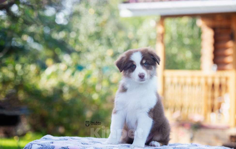 Собаки в Москве: австралийская овчарка аусси Мальчик, 60 000 руб. - фото 5
