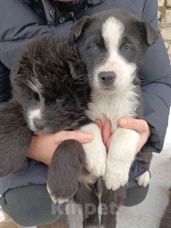 Собаки в других городах Ставропольского края: Продаю щеночков! Мальчик, 2 000 руб. - фото 2
