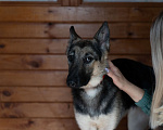 Собаки в Видном: Щенок (девочка)  в добрые руки! Девочка, Бесплатно - фото 6