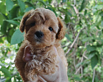 Собаки в Москве: Мальтипу мини девочка Девочка, 99 000 руб. - фото 4