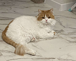 Кошки в Екатеринбурге: Шанс  Мальчик, 500 руб. - фото 1