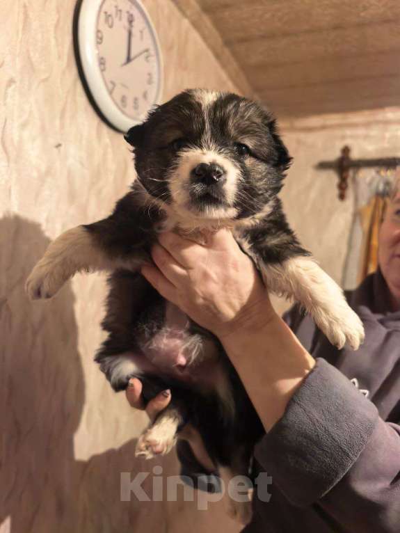 Собаки в Лебедяни: в добрые руки Мальчик, Бесплатно - фото 8