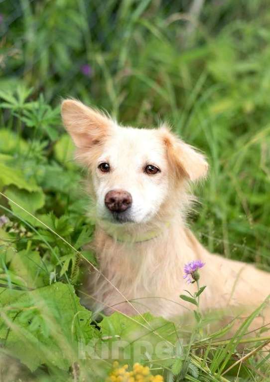 Собаки в Москве: Корги Линси в добрые руки Девочка, 1 руб. - фото 3