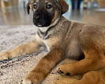 Собаки в Бронницах: Щенок Дарий, 3 месяца Мальчик, 1 руб. - фото 3